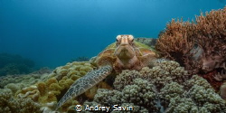 Green Turtle at Apo Island, Negros Oriental, Philippines
... by Andrey Savin 